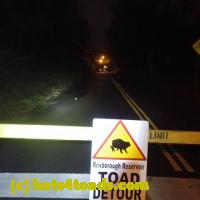 /home//u458753944/public_html/sourcegallery//Roxborough Toad Detour/2013-2019/2018/2018-04-28/small/P4280008.jpg